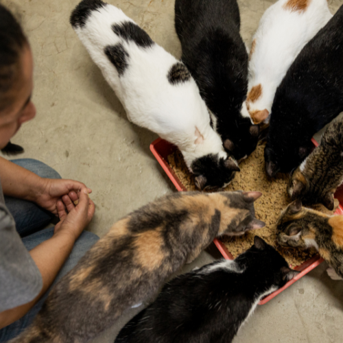 Animal Welfare & Support