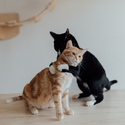 Animal Welfare & Support - Image 2